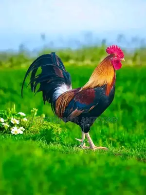 Beautiful Chicken for Sale