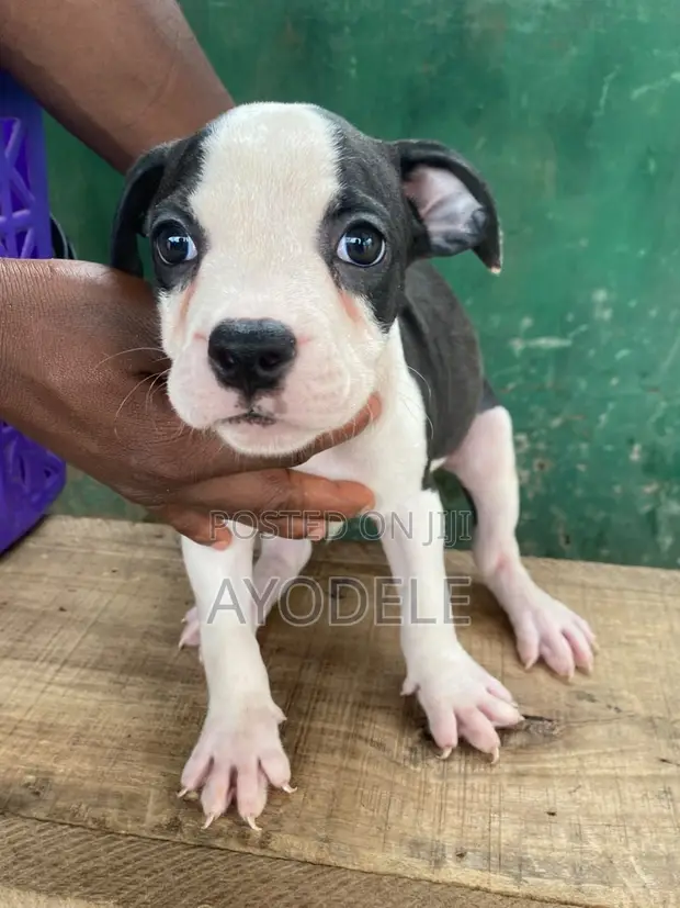 Female Purebred American Pit Bull Terrier Puppy (1-3 Months) - 1