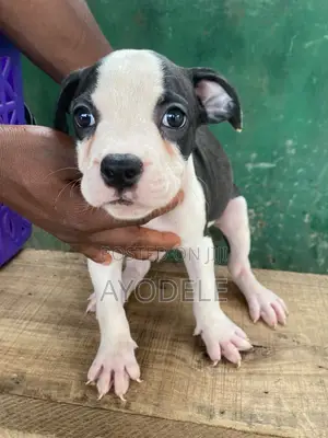 Yar Tsarkin American Pit Bull Terrier (Wata 1-3)