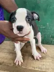 Yar Tsarkin American Pit Bull Terrier (Wata 1-3) - 1