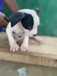Yar Tsarkin American Pit Bull Terrier (Wata 1-3) - 2