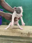 Yar Tsarkin American Pit Bull Terrier (Wata 1-3) - 3