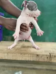 Yar Tsarkin American Pit Bull Terrier (Wata 1-3) - 4