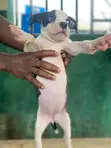Yar Tsarkin American Pit Bull Terrier (Wata 1-3) - 5
