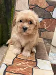 0-1 Month Male Purebred Lhasa Apso Puppy - 1