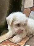 0-1 Month Male Purebred Lhasa Apso Puppy - 2