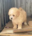 0-1 Month Male Purebred Lhasa Apso Puppy - 3