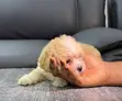 0-1 Month Male Purebred Lhasa Apso Puppy - 4