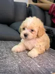 0-1 Month Male Purebred Lhasa Apso Puppy - 5