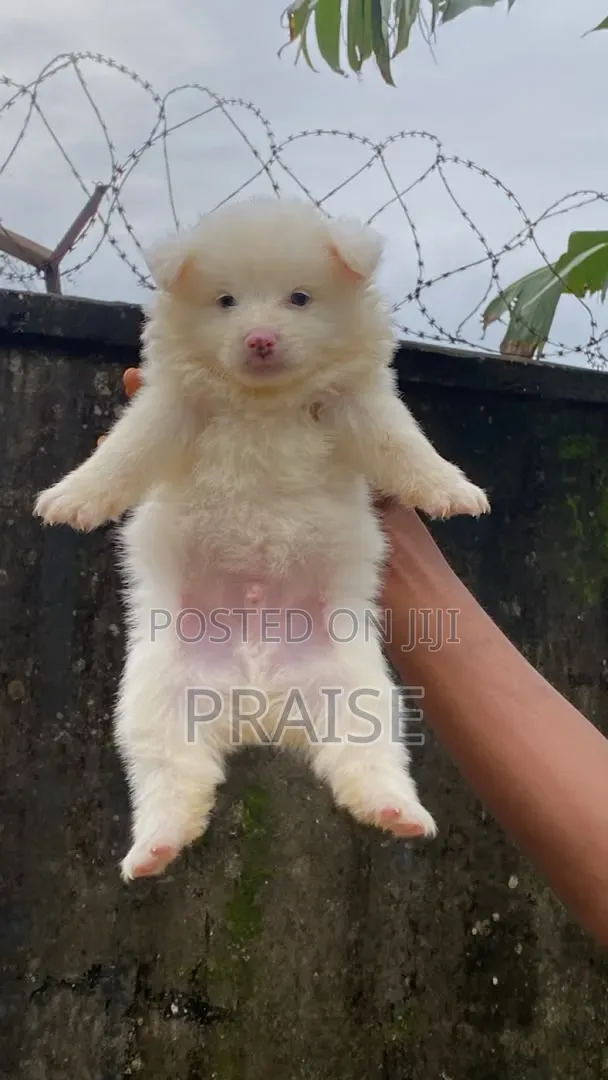 Purebred American Eskimo Puppy - 1-3 Months Old - 1