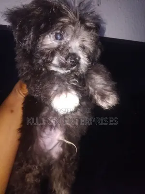 Purebred Lhasa Apso Puppy - 3 Months Old, Female