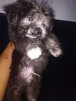 Purebred Lhasa Apso Puppy - 3 Months Old, Female - 1