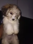 Purebred Lhasa Apso Puppy - 3 Months Old, Female - 2