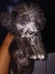 Purebred Lhasa Apso Puppy - 3 Months Old, Female - 3