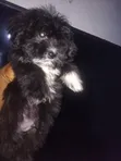 Purebred Lhasa Apso Puppy - 3 Months Old, Female - 4