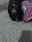 Purebred Lhasa Apso Puppy - 3 Months Old, Female - 5