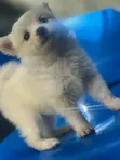 1-3 Month Female Purebred American Eskimo Puppy - 1
