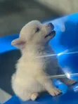 1-3 Month Female Purebred American Eskimo Puppy - 2