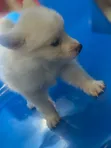 1-3 Month Female Purebred American Eskimo Puppy - 3