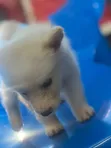 1-3 Month Female Purebred American Eskimo Puppy - 4
