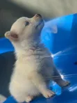 1-3 Month Female Purebred American Eskimo Puppy - 5