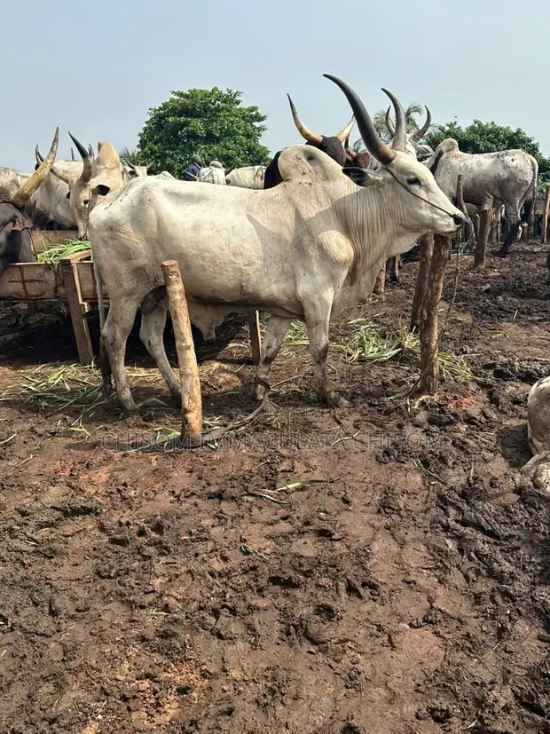Saniya masu Lafiya don Siyara a Awka - Farashi Mai Sauki - 1