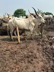 Saniya masu Lafiya don Siyara a Awka - Farashi Mai Sauki - 1