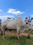 Saniya masu Lafiya don Siyara a Awka - Farashi Mai Sauki - 2