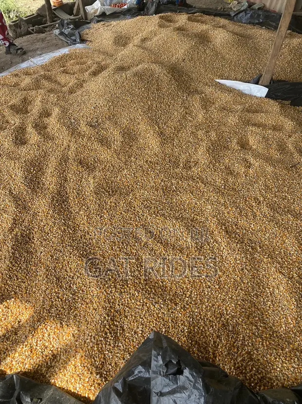 Dry Yellow Corn - 320/kg - 1