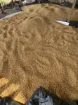 Dry Yellow Corn - 320/kg - 1