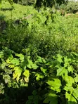 2 Plots of Land for Sale at GRA Ondo - 3