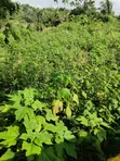 2 Plots of Land for Sale at GRA Ondo - 4