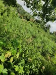 2 Plots of Land for Sale at GRA Ondo - 5