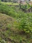 3 Plots na Sayarwa a UNIMED Permanent Site, Ondo - 3