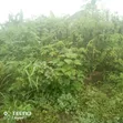 60x120ft Residential Land for Sale in Oke Aro, Akure - 4