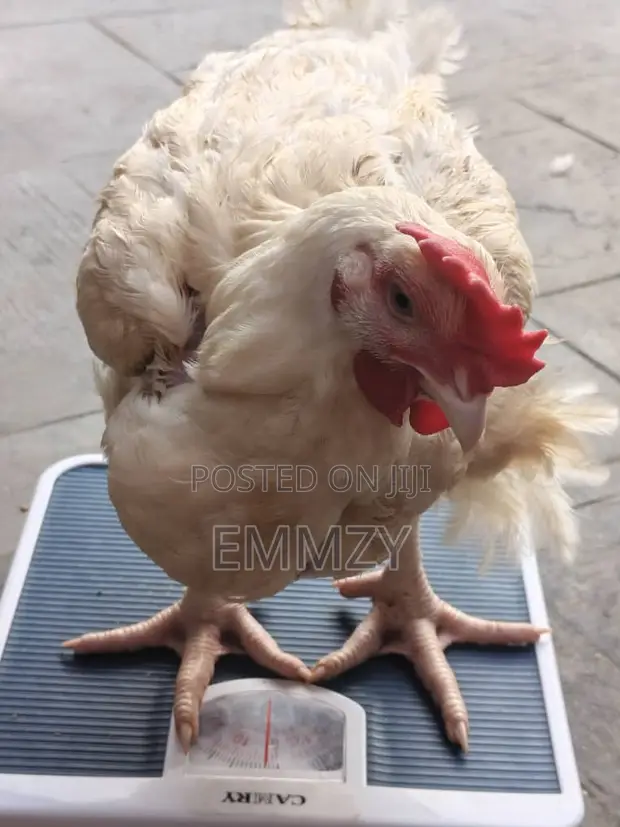 Healthy Broiler Chickens for Sale in Lagos - 1