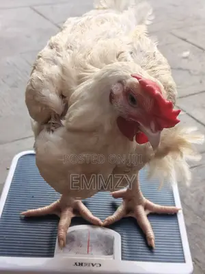 Kaji Masu Kyau na Broiler Don Siyarwa a Lagos