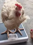 Kaji Masu Kyau na Broiler Don Siyarwa a Lagos - 2