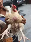 Kaji Masu Kyau na Broiler Don Siyarwa a Lagos - 3