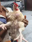 Kaji Masu Kyau na Broiler Don Siyarwa a Lagos - 4