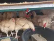 Kaji Masu Kyau na Broiler Don Siyarwa a Lagos - 5