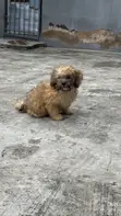 Purebred Lhasa Apso Puppy, 4 Months Old - 1