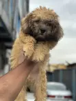 Purebred Lhasa Apso Puppy, 4 Months Old - 2