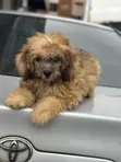 Purebred Lhasa Apso Puppy, 4 Months Old - 3
