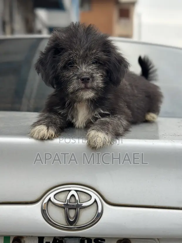 Kare Mai Tsarki na Lhasa Apso, Watan 3, Mace - 1