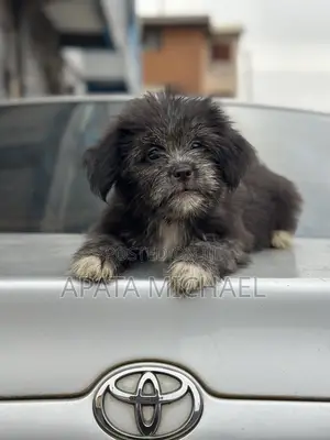 Kare Mai Tsarki na Lhasa Apso, Watan 3, Mace