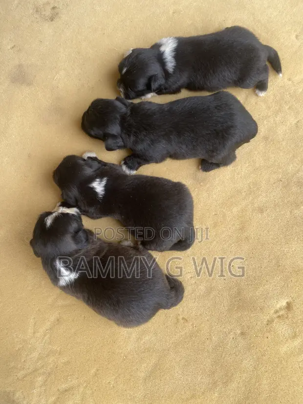 Female Purebred Lhasa Apso Puppy (0-1 Month) - 1