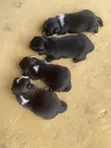 Female Purebred Lhasa Apso Puppy (0-1 Month) - 1