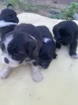 Female Purebred Lhasa Apso Puppy (0-1 Month) - 2