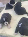 Female Purebred Lhasa Apso Puppy (0-1 Month) - 3